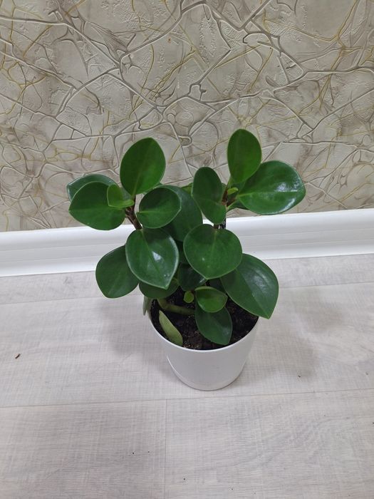 КОЛЕУС, Пеперермия итд.