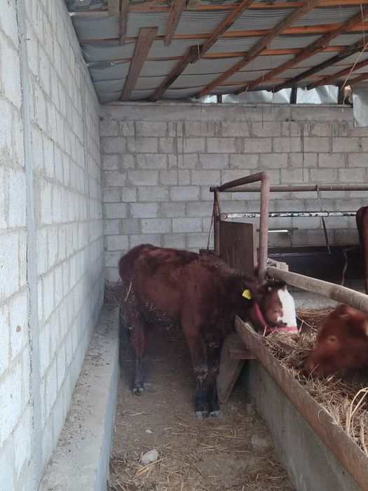 Ğunojincha sotiladi