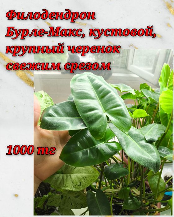Филодендроны, фикусы