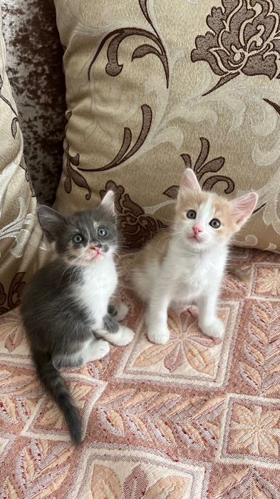 Котенок в добрые руки