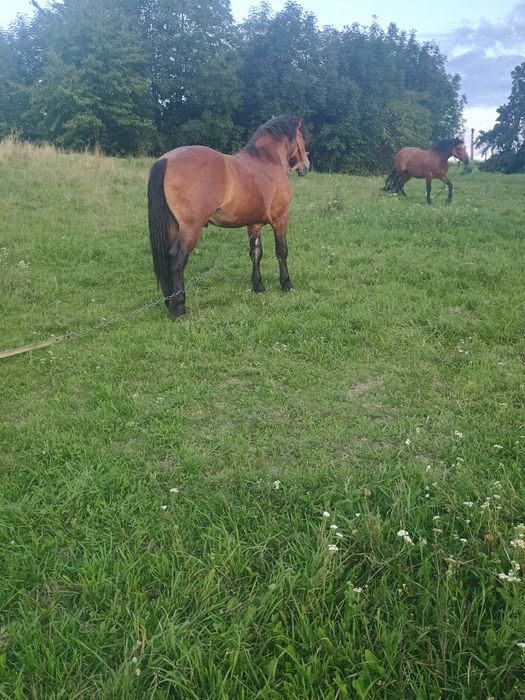 Vând manz de doi ani