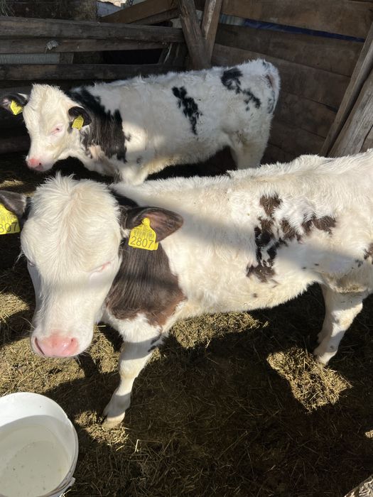 Vand Vitele belgiene