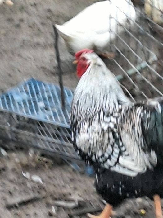 Vand cocos wiandotte