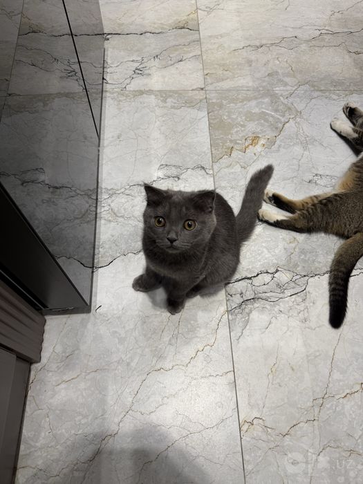 Кошка Породистая