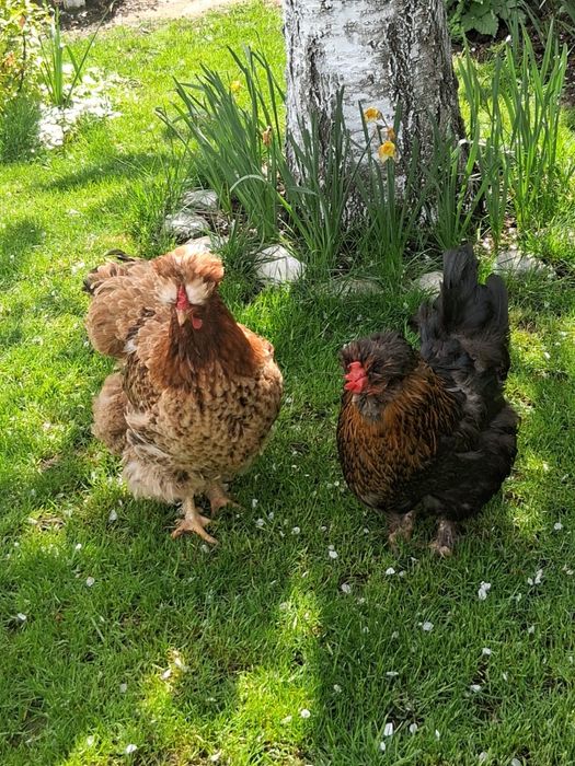 Curci,curcani,cocosi albi,gaini Australalop/Motate olandeze