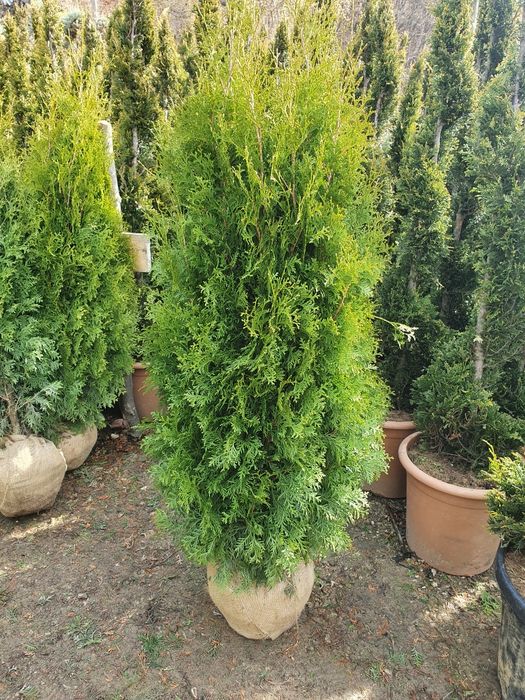 Thuja occidentalis smaragd, tuia columnaris, leylandii, aurea etc