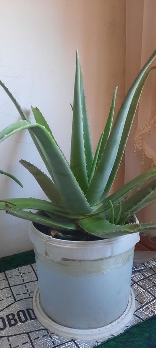 Aloe gullari sotiladi