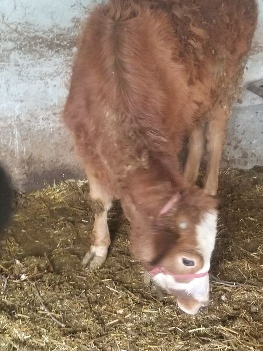 Гуножинлар ва койлар сотилади