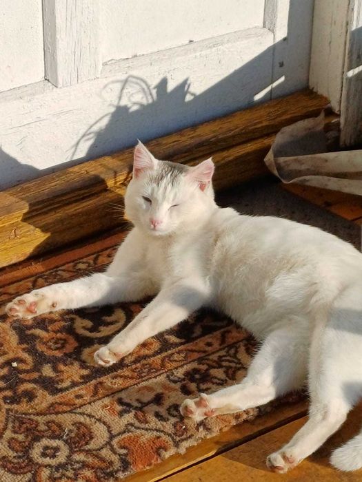 Кот ищет свой дом.
