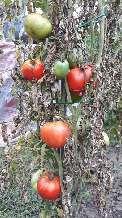 Zarzavat fiert de vanzare