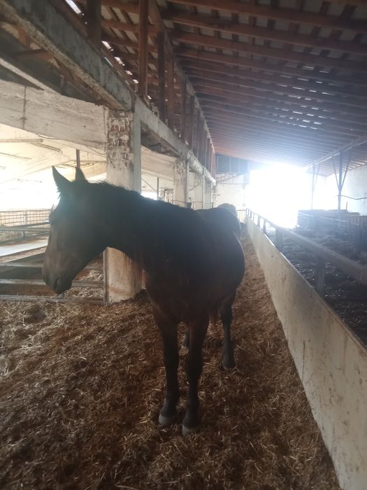 Cal de vânzare preț negociabil