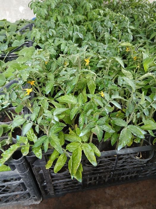 Разсад домати,краставици,пипер