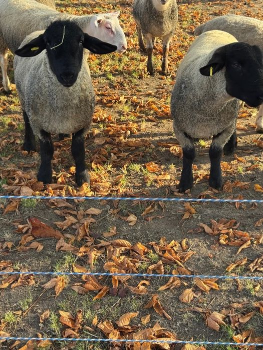 Berbeci suffolk cu pedigree
