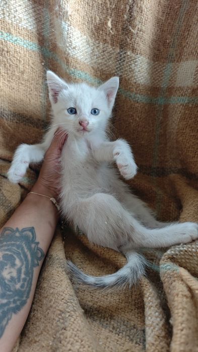 Pisoi mici spre adopție