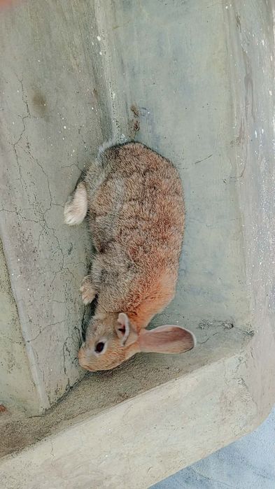 Iepuri diferite vârste