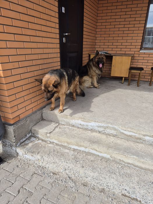 Немецкие овчарки