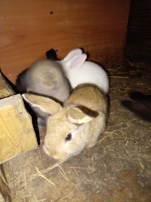 Крольчата малыши