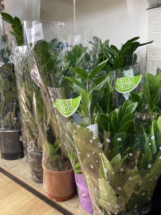 Долларовое дерево