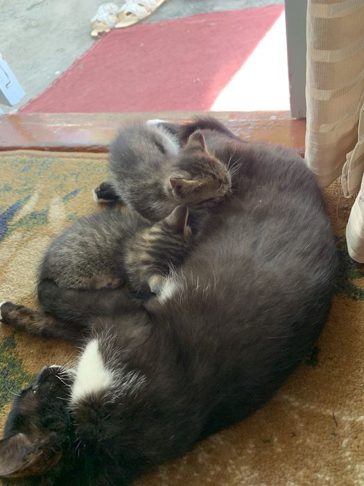 Mushuk. Cat. Кошка