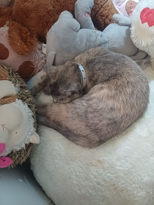 Потерялась кошка