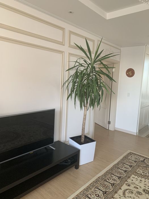 Комнатные цветы ухоженные