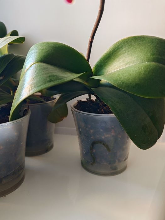 Фаленопсис summer breath