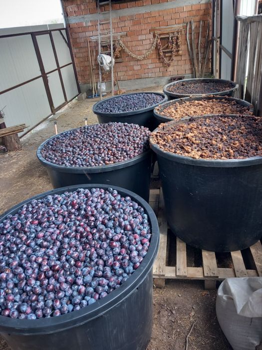 Prune de vânzare