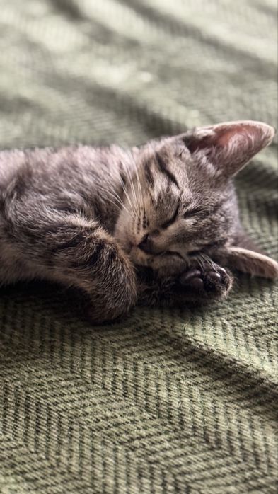 Котенок в поиске дома