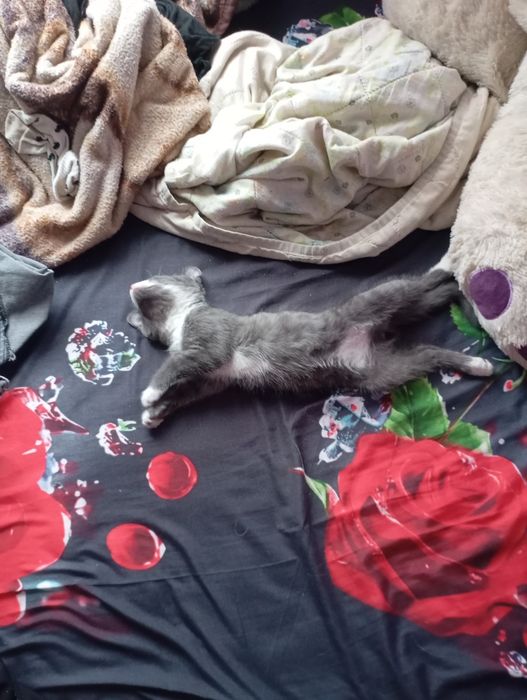 Котёнок ищет дом