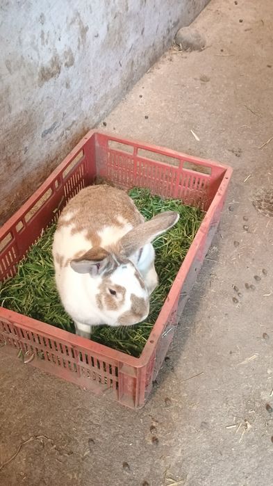 Vând iepuri fluture german.