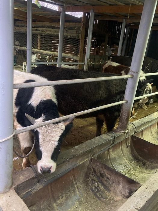 Бұқа сатылады тортеу