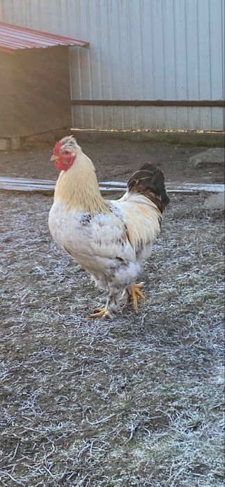 Vand Cocos Motat Incaltat