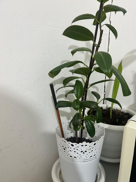 Комнатные растения, цветы