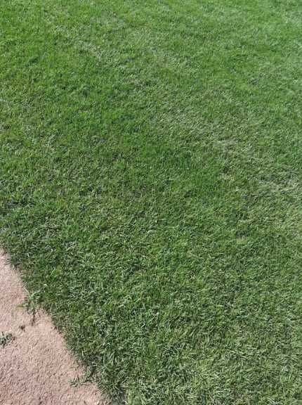 Gazon Rulou Calitate extra