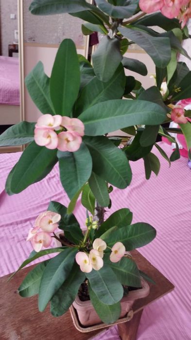 Комнатное растение молочай миля