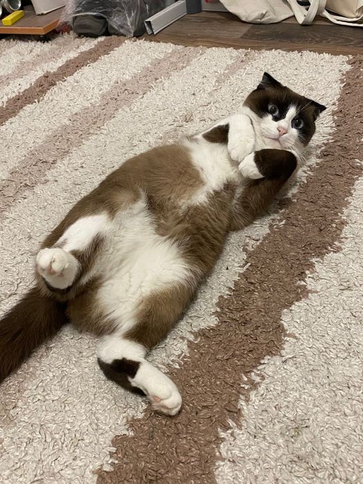 Продам породистую кошку