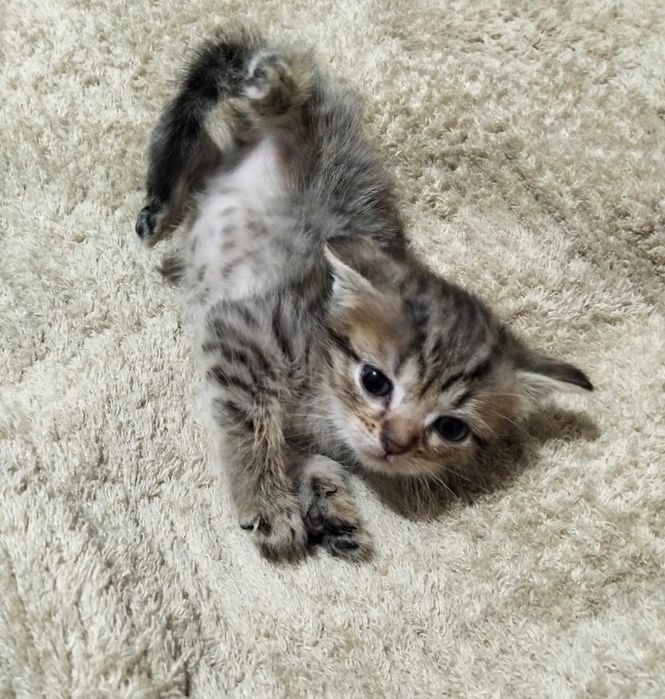 Отдам котят даром две девочки два мальчика