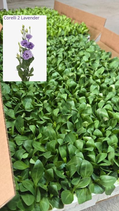 Рассада Эустомы (Лизиантус)