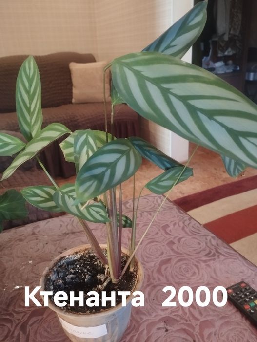 Продам комнатные растения