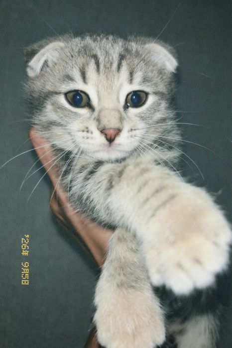 Отдам котят в добрые руки!