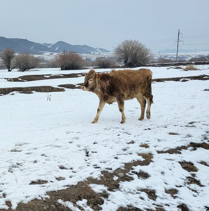 Екі тайынша сатылады