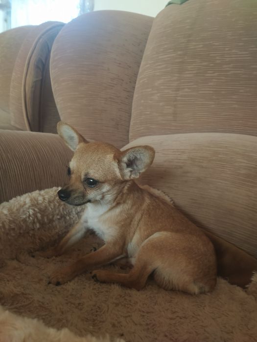 Вязка той терьера