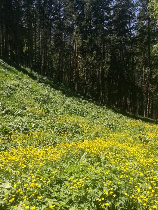 Дом в аренду «Дом у гор»