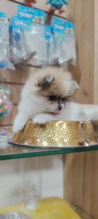 Померанский шпиц мальчик
