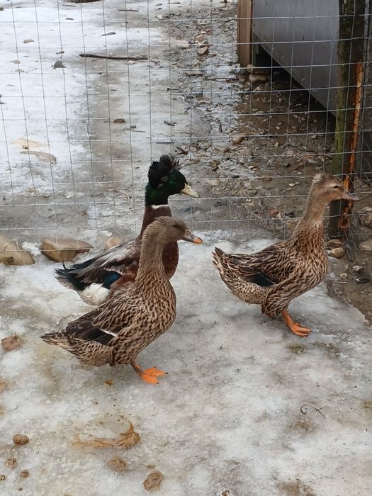 Rațe moțate de vânzare