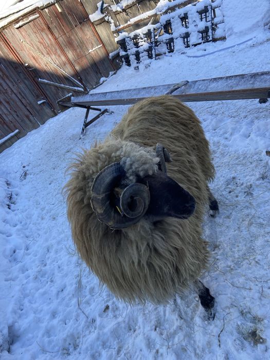 Berbecut mior bucalau