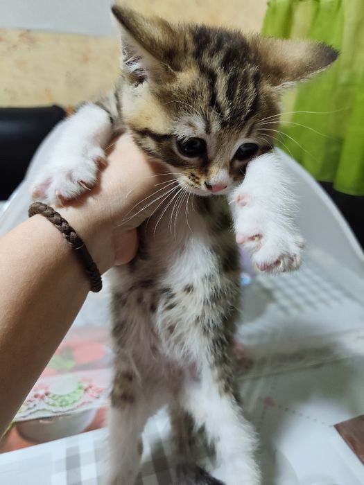 Отдам котенка добрые руки