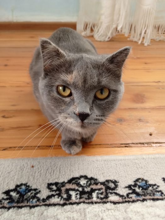 Продаётся кошка скоттиш Страйт