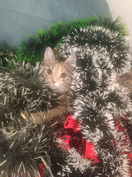 Отдам кошечку в добрые руки