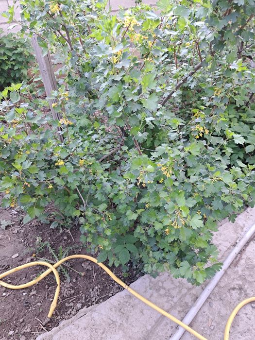 Продам саженцы малины  , клубники .. .